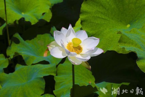 配资盘 利川：荷花盛开的村庄，美不胜收